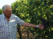 Mit sem ér a jó bor a gazda tekintete nélkül…