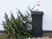 Tájékoztató a fenyőfagyűjtés rendjéről…