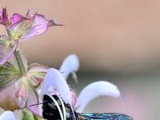 Szentes és környékének természeti kincsei…