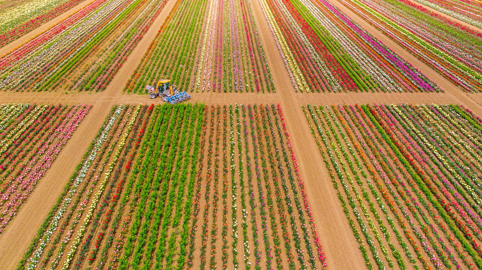 Rózsaföld - szbalint - indafoto.hu