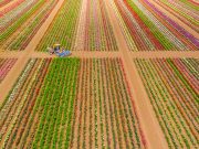 Rózsaföld – szbalint – indafoto.hu