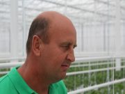 Árpádosan fejedelmi paprika terem az új szegvári üvegházban…