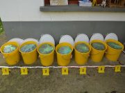 Marihuanát foglaltak le Szegváron…