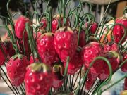 Köszönjük Mindenkinek, aki kilátogatott a Kirakodóvásár és Gyermeknapra! Reméljü…