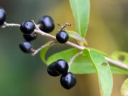 Őszi bogyóhatározó…