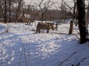 Járt már a Nyíregyházi Állatparkban?
– Nem.
Járt már téli időszakb…