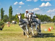 Rekordszámú nevezés a jubileumi fogatversenyen…