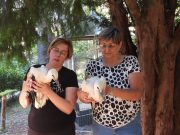 Állatmentés, táborozás és fejlesztések a vadvédelmi központnál…