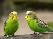 Tisztelt Látogatóink!…