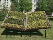 Új viráglátványosság Szentesen…