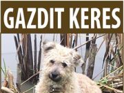Gazdit keres még ünnepek előtt…