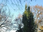 Felállították Szentes karácsonyfáját…