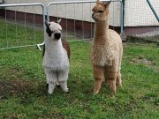 Ha hétvége, irány az állatsimogató!…