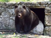 A néphagyomány szerint, a medve ezen a napon kijön a barlangjából. Ha meglátja a…