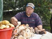 Ingyenes gombavizsgálat…