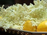 Gyógyító bodza…