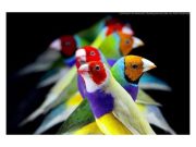 A Szentesi Művelődési Központ Díszmadár tenyésztő szakköre Díszmadár börzét rend…