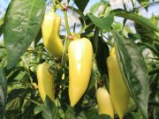 A természet legnagyobb kincsei…