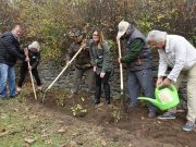 1500 fa ültetésében segédkezett a Szentes-Csongrád Rotary Club…