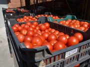 Ismét Lecsó Ünnep Szentesen…