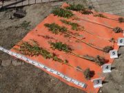 Otthonában termesztette a kendert…