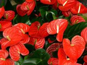 Légtisztító szobanövények…