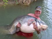 217 cm-es harcsát fogtak Szentesen…