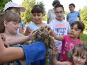 Madármentő állomás nyílik Szentesen…