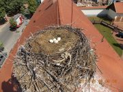 Négy tojás van a Gólyás-ház fészkében…