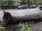 Kidőlt egy gesztenyefa a Klauzál utcán…