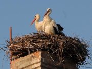 Megérkezett a Gólyás-ház gólyapárja…