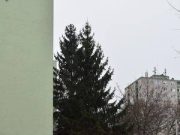 Illegális fakivágás Szentes központjában…