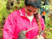 Csimpánzkutatás és kivimentés a nagyvilágban…