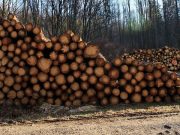 ELINDULT A HATÓSÁGI ÁRAS TŰZIFAPROGRAM…