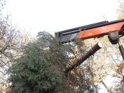 Felállították Szentes karácsonyfáját…