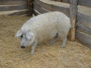 Mangalica, avagy a szelídített vaddisznó…