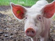 Sertéspestis Csongrád megyében…