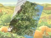 Szentes legszebb konyhakertjei 2016…