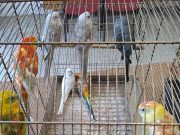 Szeretettel várunk mindenkit a mai napon is a dìszmadár kiállìtásra és a börzére…