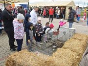 Legyen kevesebb kóbor mancs…