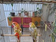 Ma is szeretettel várunk mindenkit a dìszmadár kiállìtásra és holnap 7-től 10-ig…