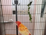 Elkezdődött a madárkiállîtás a Mòricz Zsigmond Művelődési Házban. Mindenkit szer…