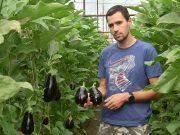 Mi fán terem a padlizsán?…