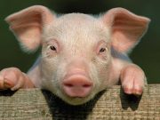 Valami bűzlik Szentesen…