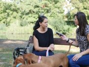 Kennelköhögés a kutyafuttatóban…