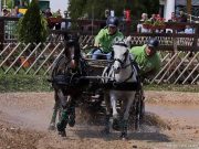 Pónifogathajtó világbajnokságra készül Evelin…