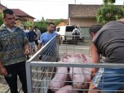 Karácsonyig meghízik a szociális malac…