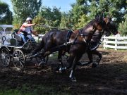 Nemzetközi fogathajtó verseny újra Fábiánsebestyénen…