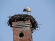Megérkezett az első gólya Szentesre!…