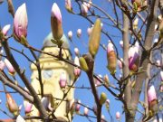 Virágzik a liliomfa a Kossuth téren…